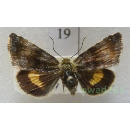 Panemeria tenebrata (Scopoli, 1763) Czech19